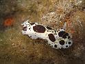 limace doris dalmatien